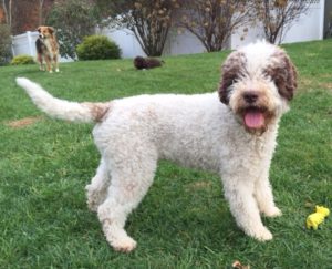 Volo the Lagotto Romagnolo